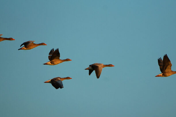 Flock of wild greyleg geese flying in formation against a clear blue sky