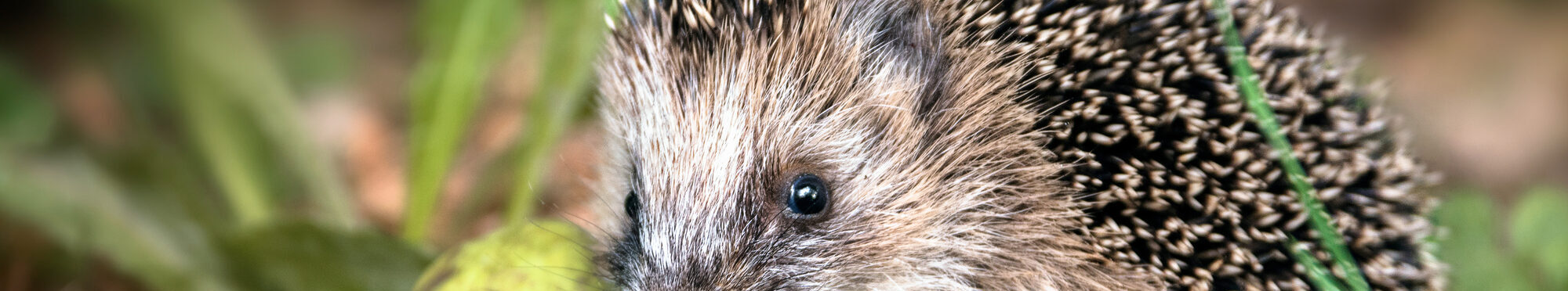 Ein kleiner Igel im Wald.