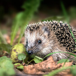 Ein kleiner Igel im Wald.